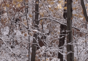 Screen shot 2011-11-01 at 10.21.42 PM