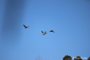 Mallards in flight