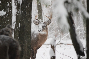 An 8-point not seeming to mind the snow covering his face