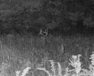 Trailcam image from Sept. 2012.