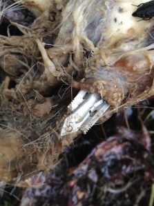 G5 T3 - Illegal in NYS.