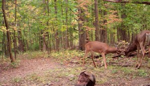 We called my buck 'No Tail' for obvious reasons [see above].