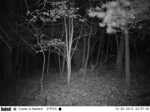 'The Show' bedded with a hot doe less than 24 hrs. before Dad's encounter with him. 